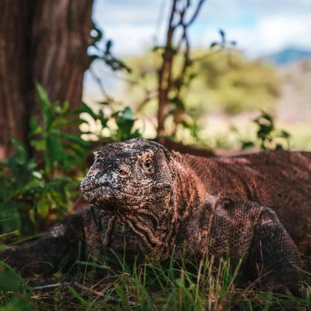 00000000jMPqXrvALLMngbSC