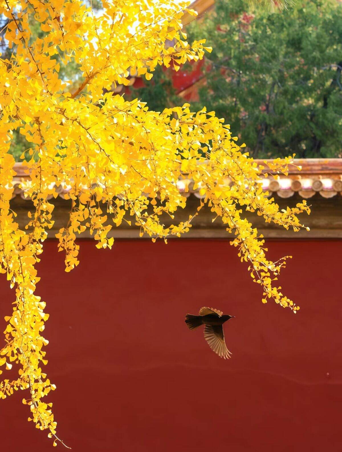 00000000kSDPXEGxxZQOlCRG