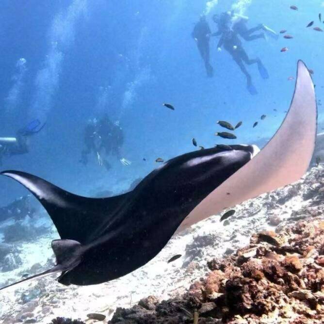 00000000mRqaFyiPcQMdsHQz