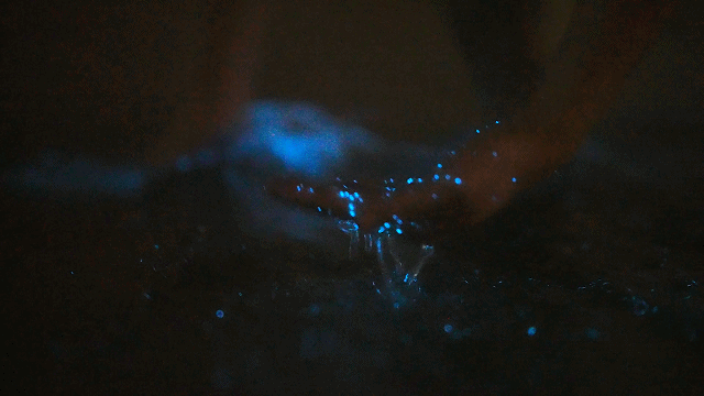 00000000txYKSohpqlFLXIRq