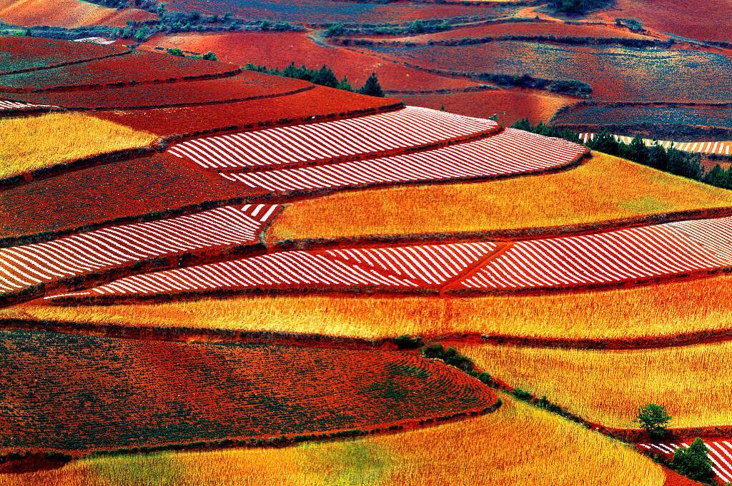 00000000viRDaiwiLnpRewOn