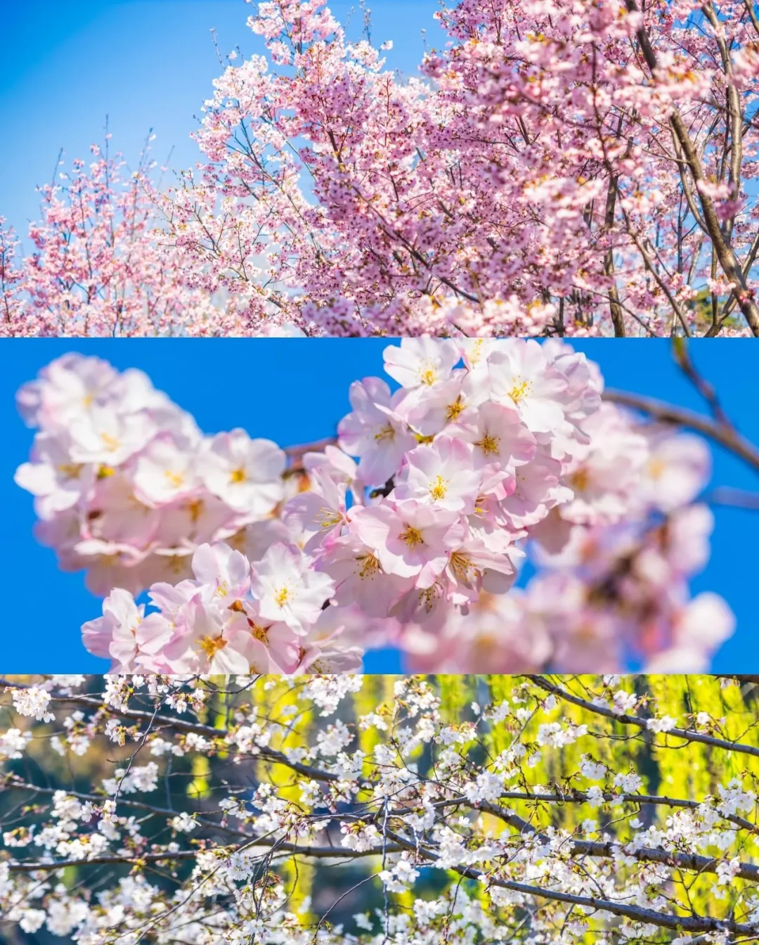 00c429403de44e8588bc36cee53399d9-sz_1581566