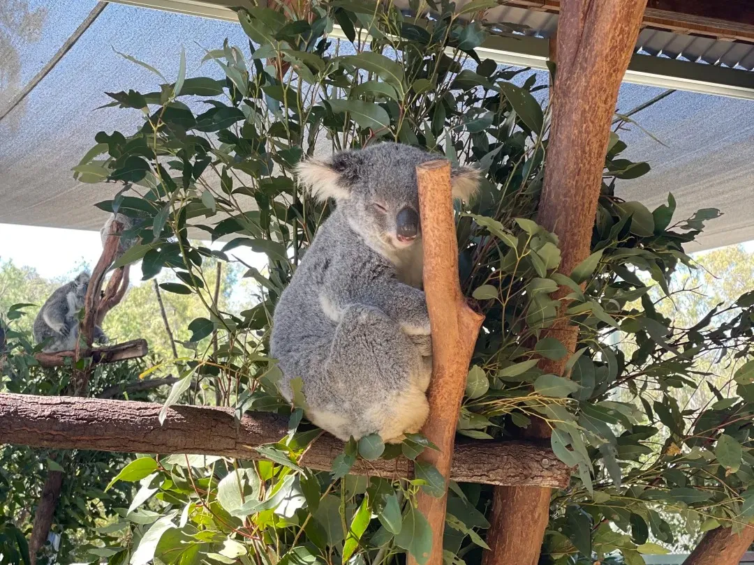 00c61eeca923a85349ff749300c77b77-sz_637105