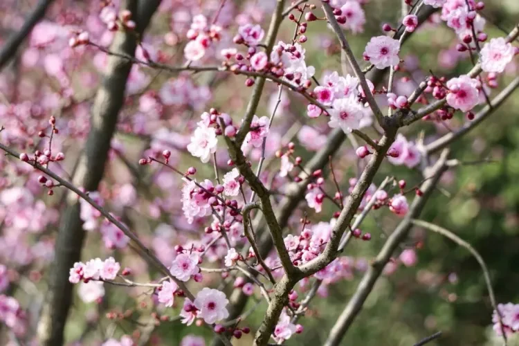 033db745ef541a404b6f1cb2674a60a7-sz_132257