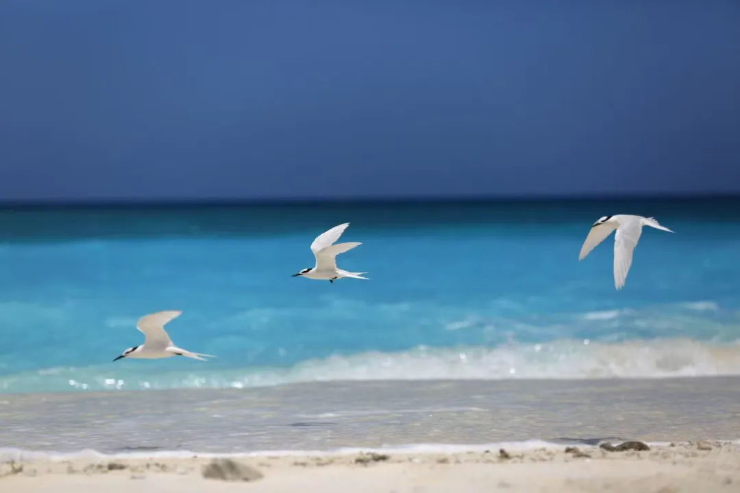 047f94df08b0099d3b1a524ead74545d-sz_84640