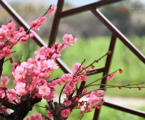 06618714f42a7038354cc2eab7d2b725-sz_170082