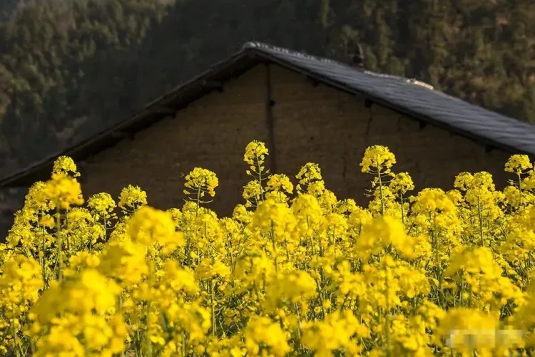 08b4843ad204fb296ea57817b3b02725-sz_132265