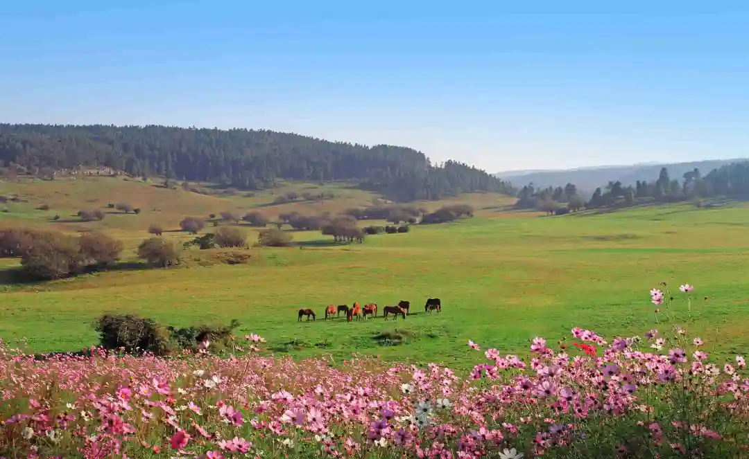 0a89a96848362c7522a57307dd35afb9-sz_368138