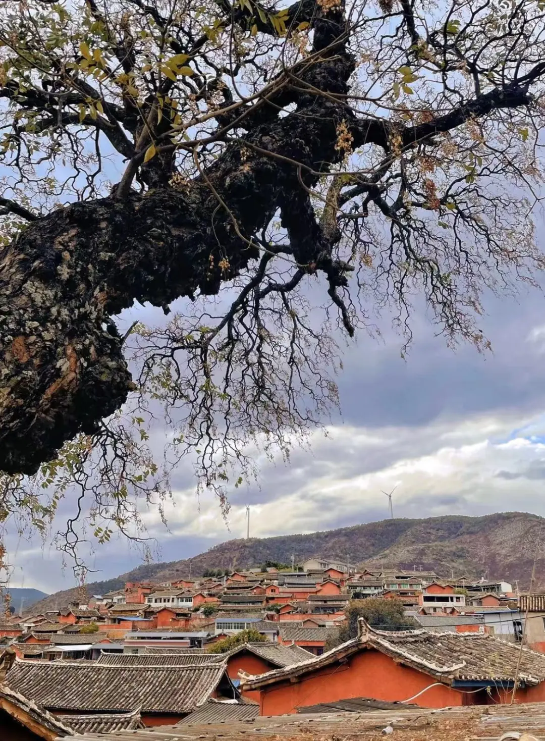 0bb6677d52d60843c5f5657699fc9a20-sz_505652