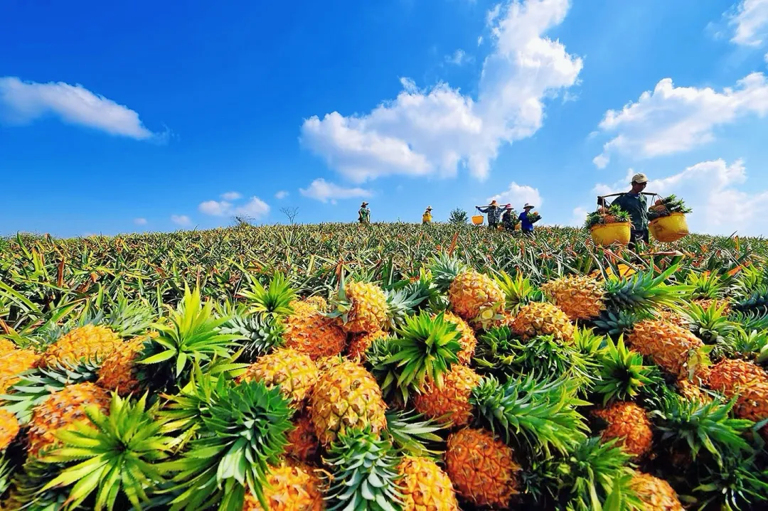 0dcc1008b98b2d958f38c2a8cc7eda73-sz_1975127