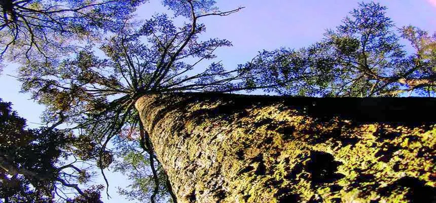 100n1f000001gpd9l61CC_W_2048_1536.jpg_