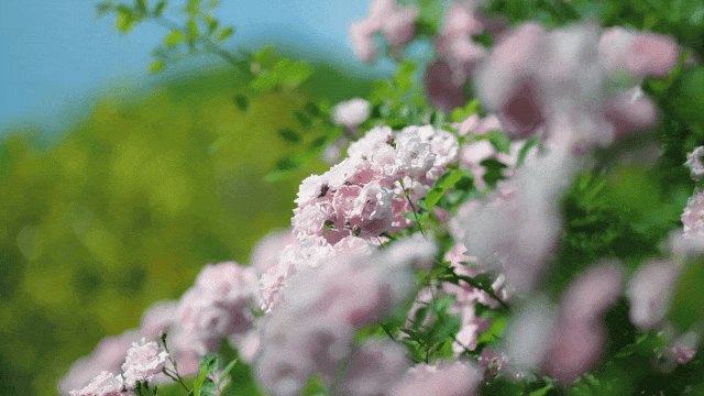 1068cdf4ec04f7958b1aaf054fe40fae-sz_1479152