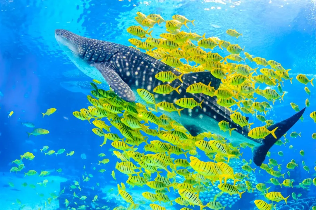 13027e5c96c8b285dd283012c40e86d9-sz_1454626