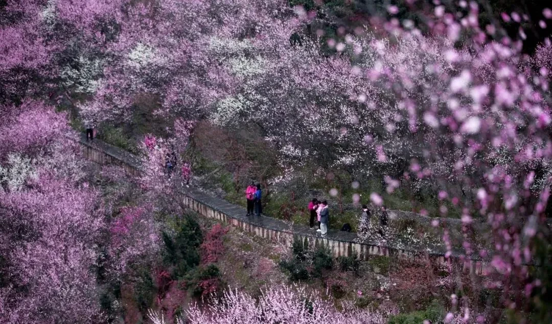 1585d31b1441d4e0c652a65d5da3af06-sz_239226-1