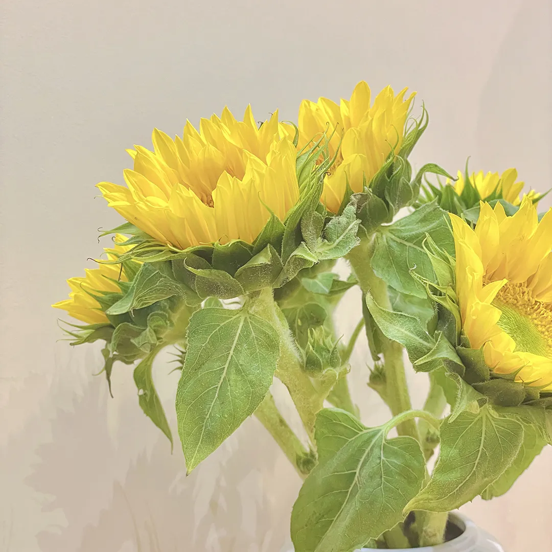 1c65a2640632943f8273b01f18e75642_sz-1003354