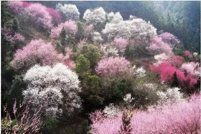 1d4d12d52d265040f3adfd0a32114eef-sz_105657