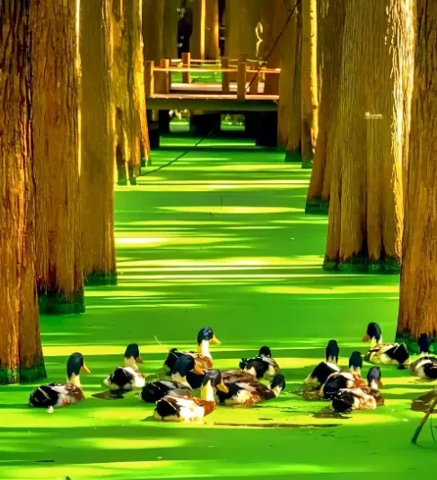 2400e6ce411089ba9180e1b46381fc8d-sz_740337