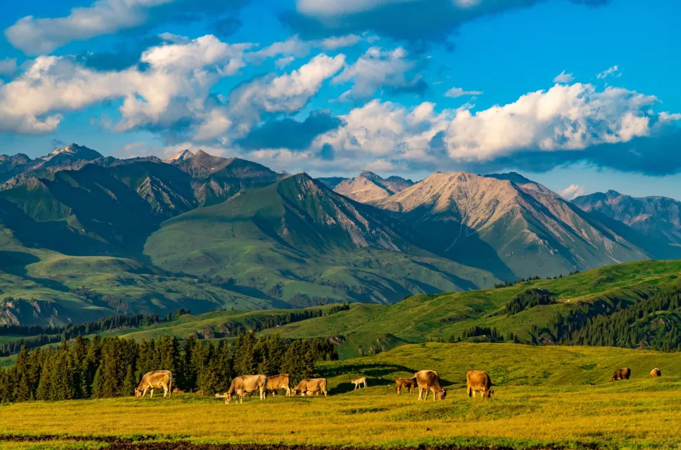 2566c0dc330eeddac9a230466debefc5-sz_1195978