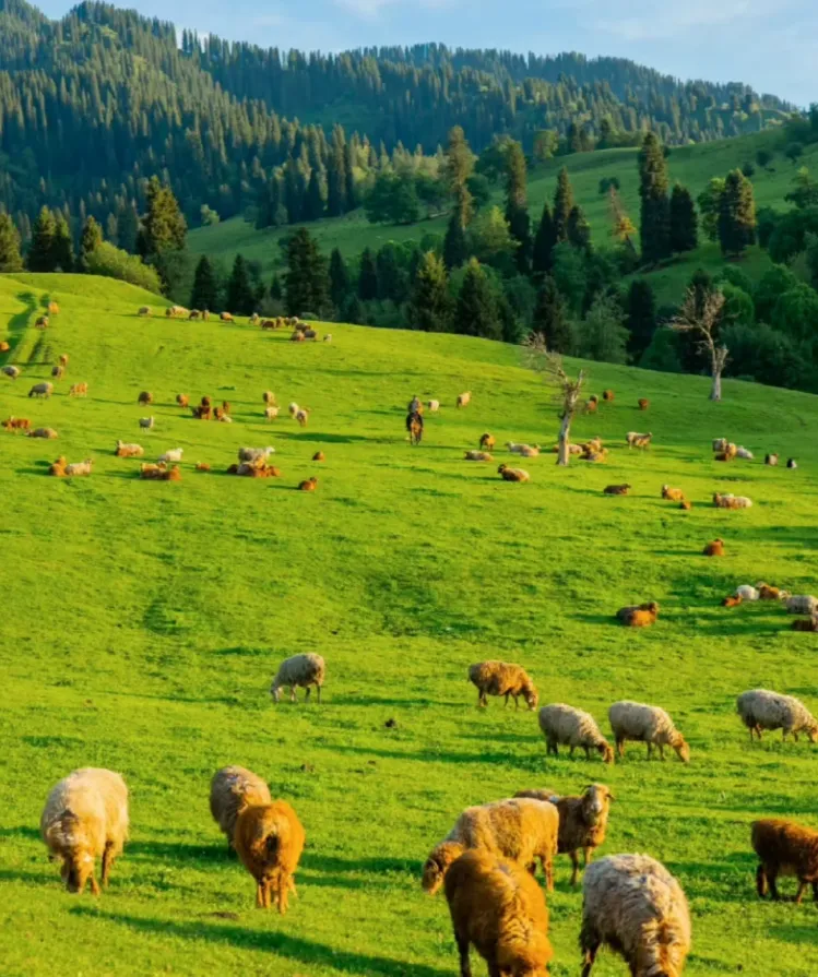 2b87c66c88a5ceff4abc1b8353df8dc5-sz_1210331