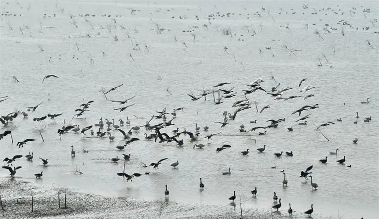 2d340d6e5844096080b6a6b479471e1d-sz_80818