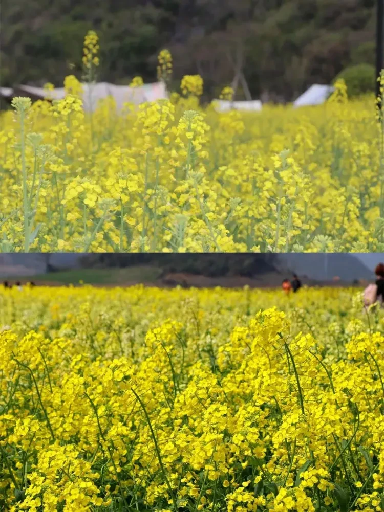 2e7b4a0a4467d613eab56599d621848f-sz_3383480