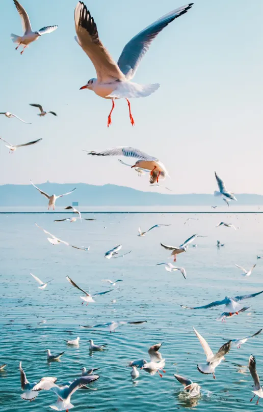 2eab4ee373ebc25a89752402b4e2ee45-sz_513730-1