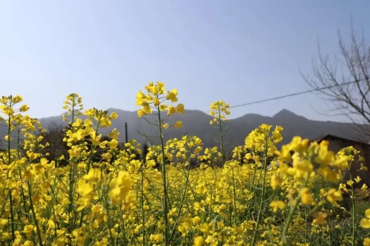 32c69fee1ff45710c2d5ef69360f6641-sz_129602