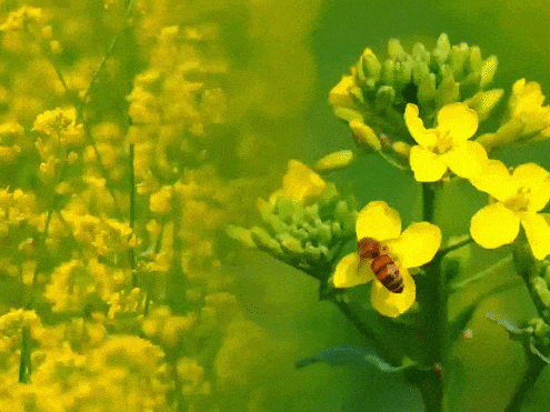 330e979a51a4a0101df65f35d33ddc4b-sz_1637097