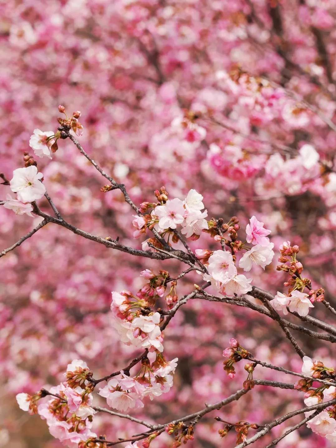 3417fbeefc54ecbdb6d694ca1caac0d0-sz_3092457-1