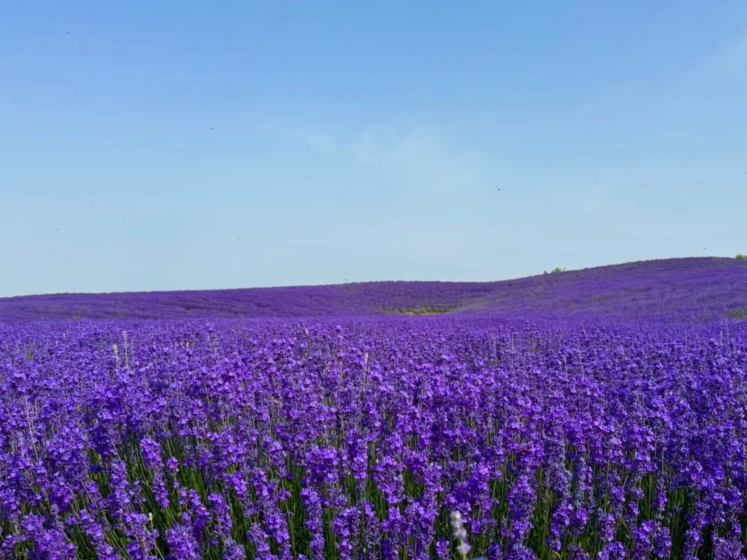 356756f7ec5d763984a932ee4bac6ffe-sz_450132 356756f7ec5d763984a932ee4bac6ffe-sz_450132