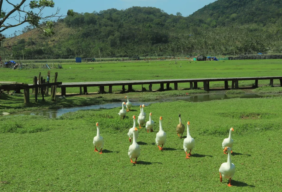 35f72dbb7411797bff3890b866a6192c-sz_2318034