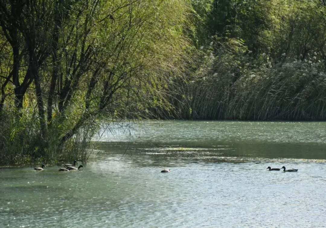 371274a10f191bfc16dbc86ea56e0546-sz_184181