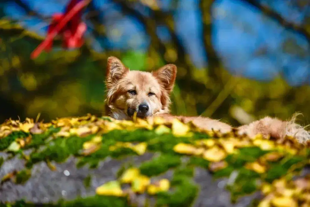 37c994989a86bf731518309749ff94e3-sz_76624