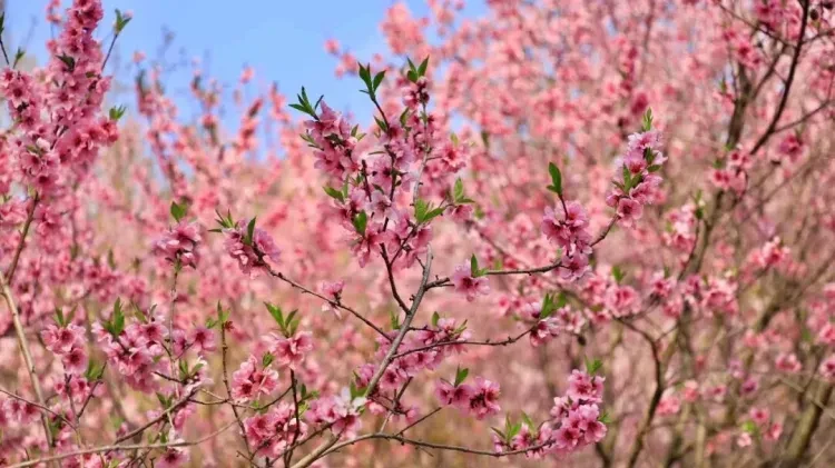 383508bdfd5314454f784f84178db2e2-sz_131212