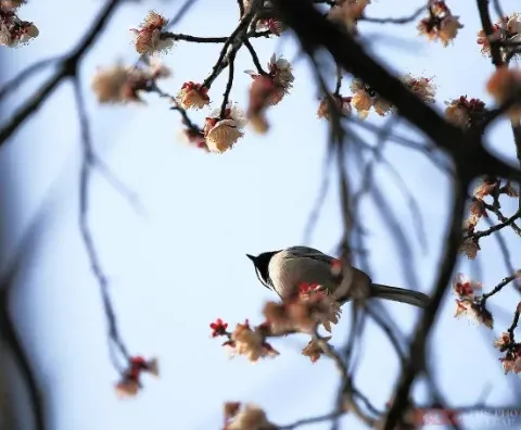 3df20be8a225fcf18f1455f0eec0e51f-sz_140233