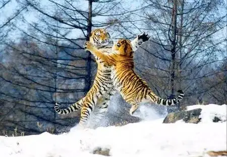 3e7241f144498fcf60cd1c675a32b57c-sz_38156