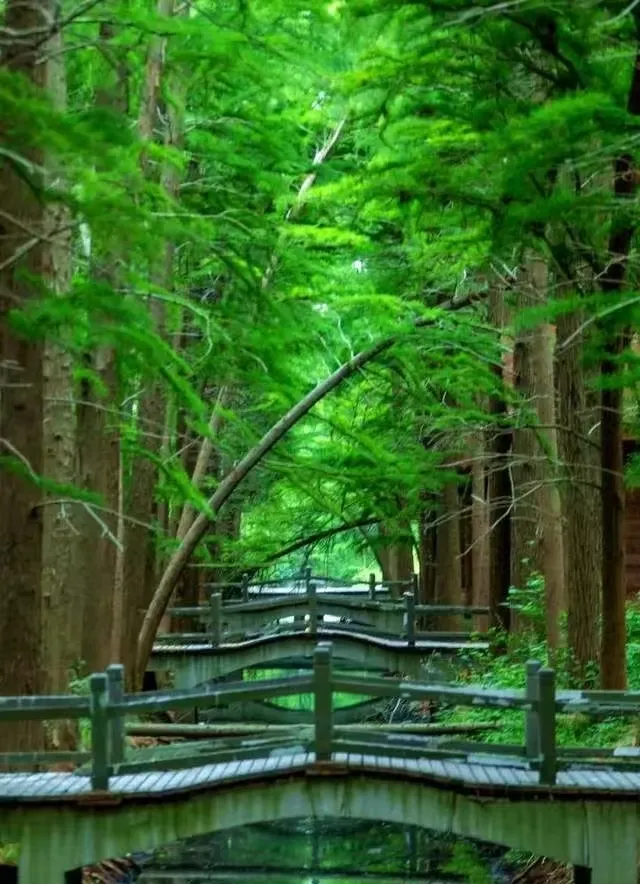 42c15e77560462fcd6c75e835e55e788-sz_419790