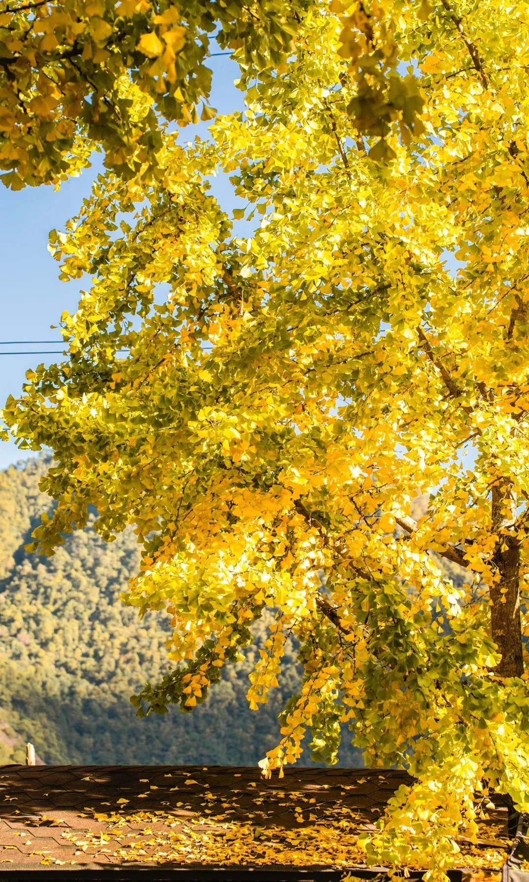 42f76a4a41ffea7c3365f76580cfc287-sz_2408819