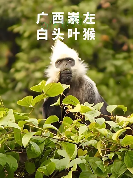 43e30d13f284f0b17e5fd98dfb56e79c-sz_472535