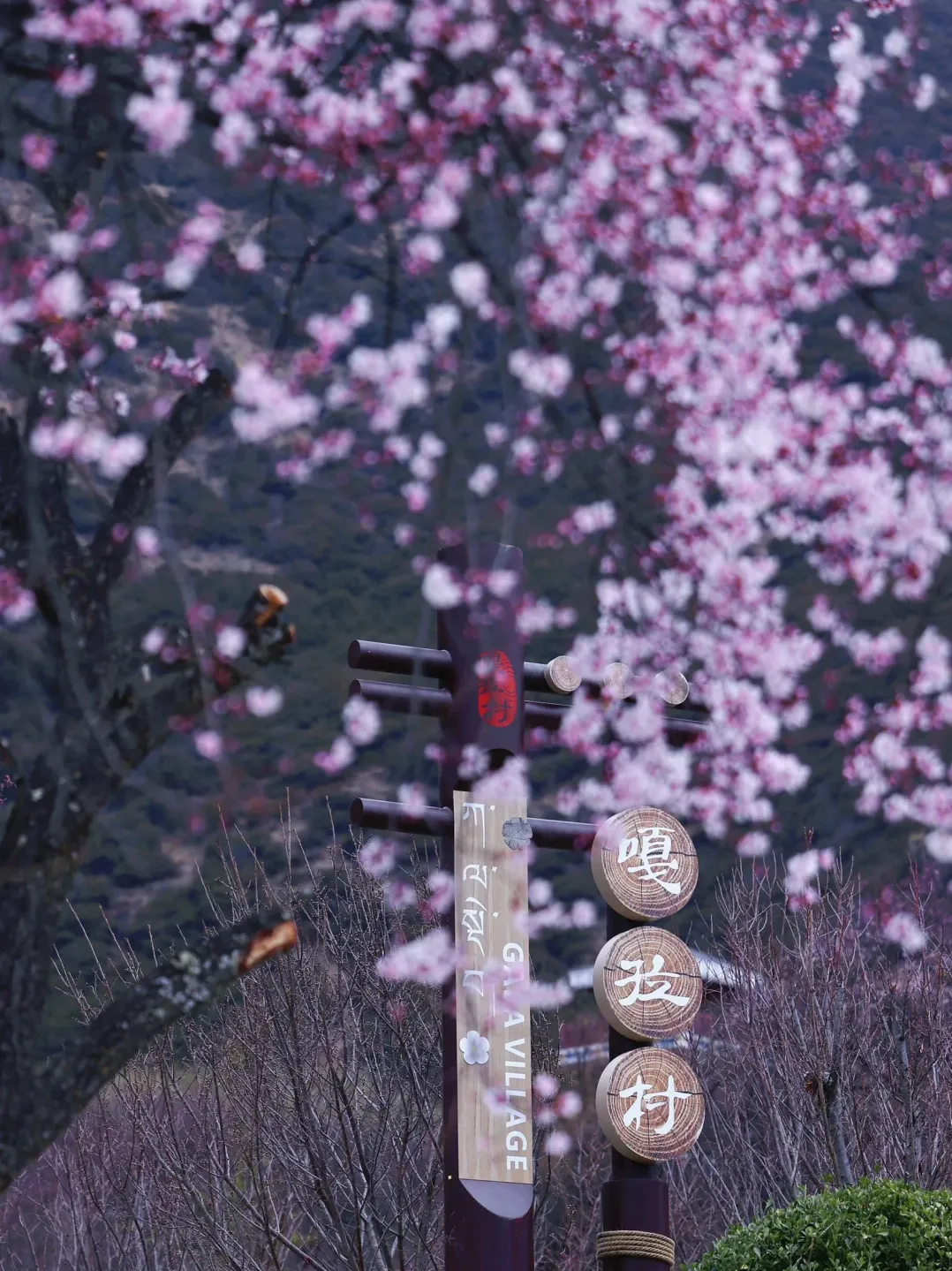 454ec0423d4722c45478a9ed27e67e09-sz_2560233