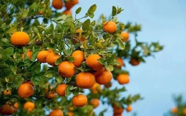 46c06d54ad769bbad3179be5f535356c-sz_353088