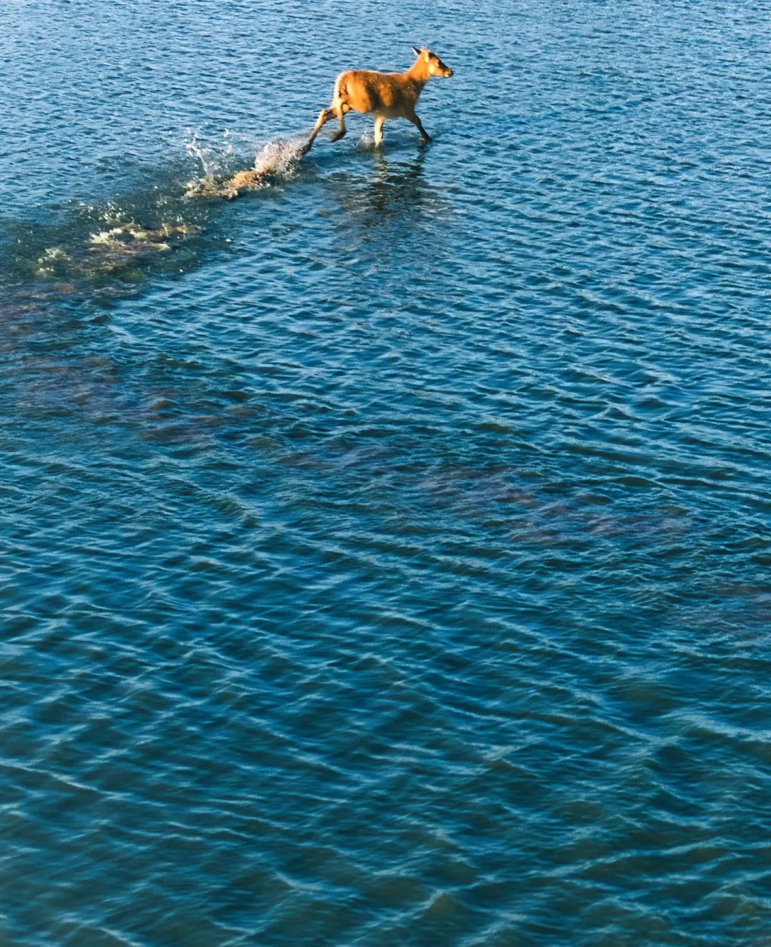 475264d3ff99536de308ba3c3cdca4bd-sz_2179263