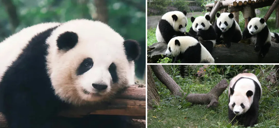 47c87acd37ad620d8b56fb39113b71c7-sz_848937