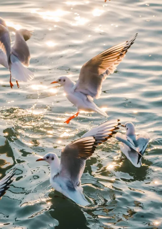 4a5d7b5917fcdf4fe9f799cf52689b85-sz_670355-1