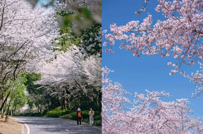 4db20330cbf96d8a984b9c4070d63cf5-sz_922696