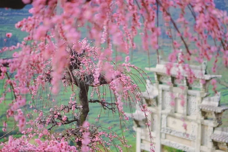 505e2791cb747c28b6d687ae86230ccb-sz_143277