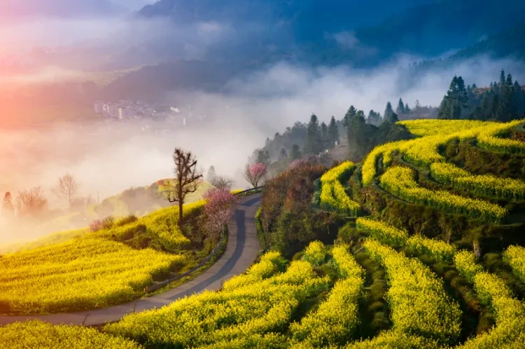 5174c35bbae24db38ea938c093d4aea7-sz_910607-1