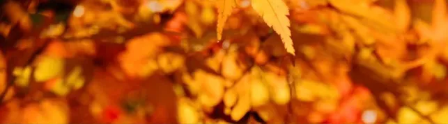 55e4c516defdb47c2de4d30518faaab8-sz_182488-1