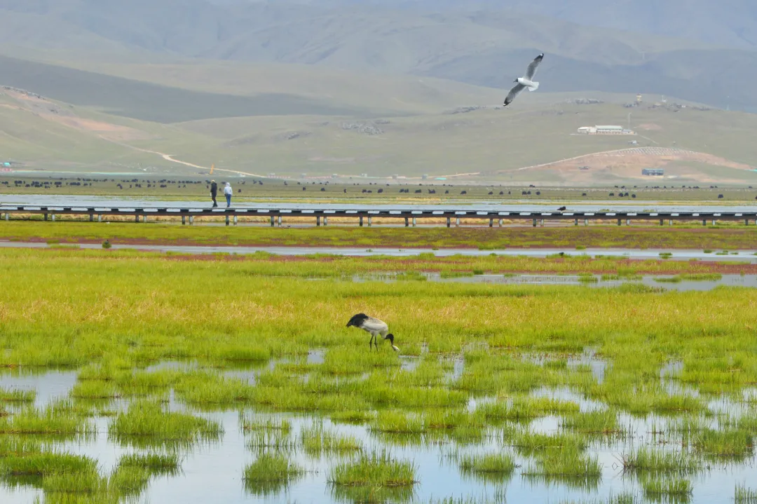 5613be8dd74605c8e3cdd09e847f915b-sz_11187094