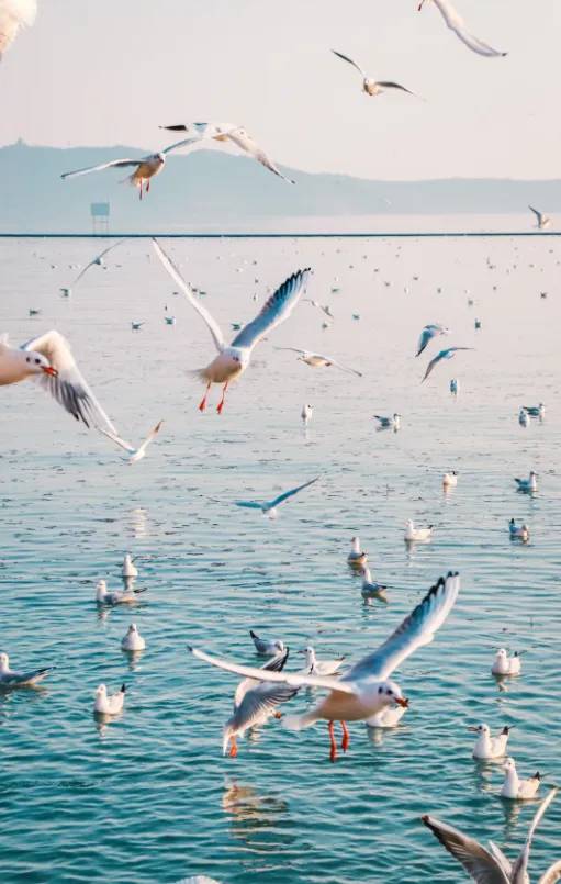 56f63d73c0efe43338ac8b7d14b16223-sz_595890